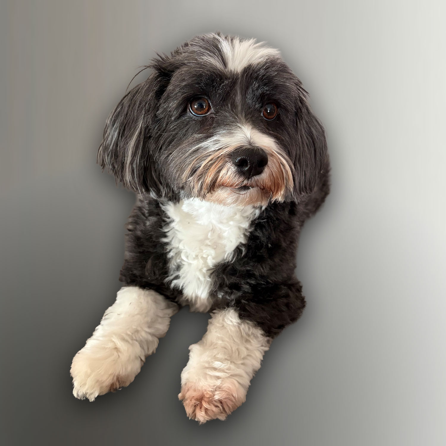 Mailo – der Hilfspunkt-Teamhund